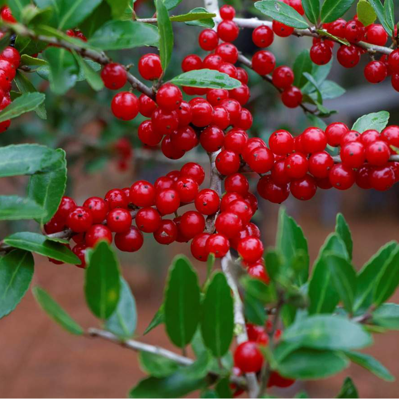 A Yaupon holly bush with green leaves and red berries, close up